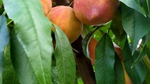 Персик Флеминг Фьюри 19007(Flamin' Fury 19-007)