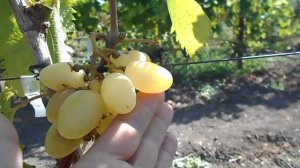 Виноград Белая Надежда-прививка на 7.09.23г.