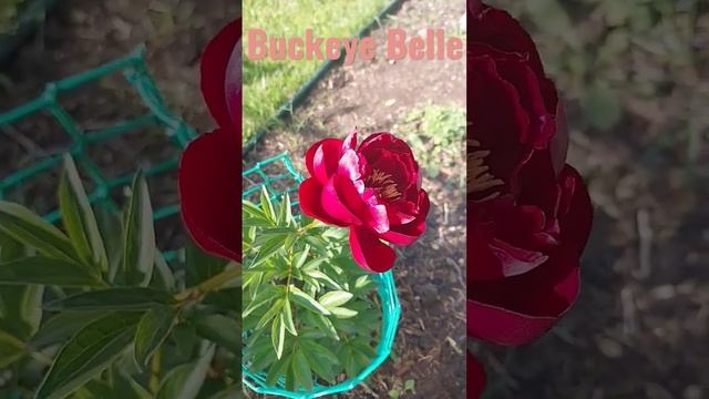 Пион Buckeye Belle (Бакей Бель) смотреть онлайн
