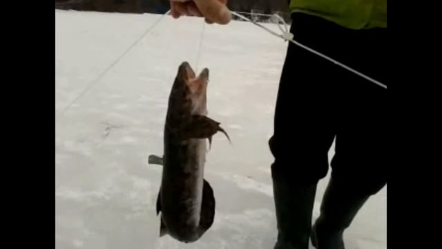 Закрытие сезона зимней рыбалки на реке Свирь смотреть онлайн