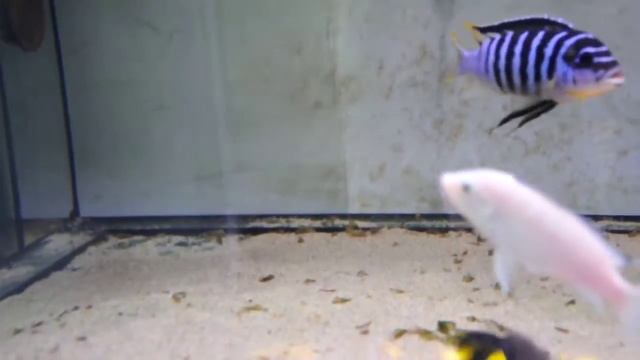 Metriaclima sp. " zebra chilumba " Luwino Reef смотреть онлайн