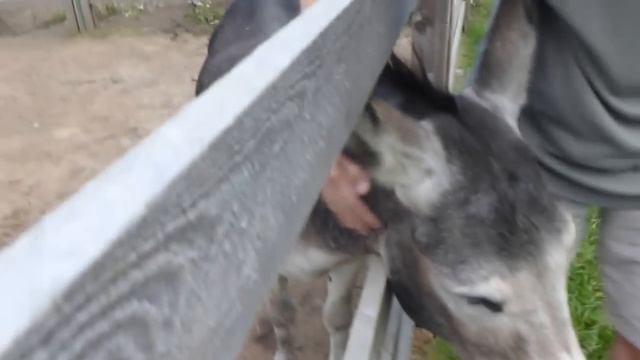 Сеня и Луша смотреть онлайн