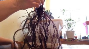 Спирея Грефшейм. Распаковываем, пересаживаем, удивляемся.