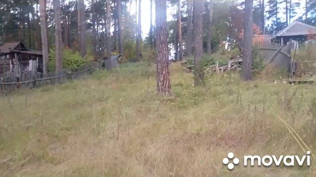 Коровы залезли на чужой огород, а я пока их искала, грибов набрала . смотреть онлайн