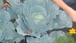 Что сажать рядом с капустой, чтобы ее не точили вредители!