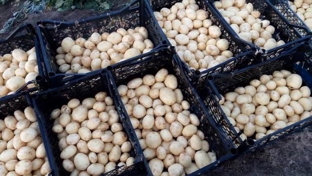 Урожайность ривьеры и аризоны. Копаем картофель из под спанбонда.2020. смотреть онлайн