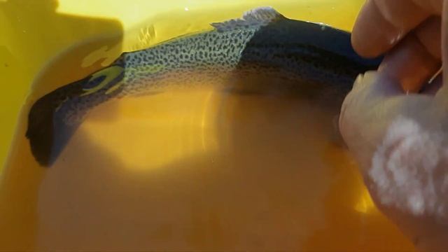 Форель в дачном пруду. смотреть онлайн