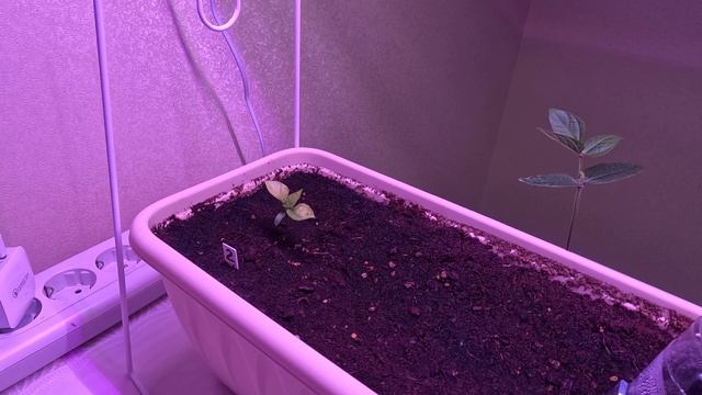 Танцы растений. 3 дня Timelapse съёмки - Тринидад Скорпион шоколадный и Маш. смотреть онлайн