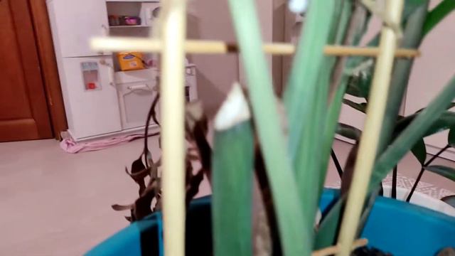 похолодало | ВЛОГ | замиокулькас | комнатные цветы в горшках| смотреть онлайн