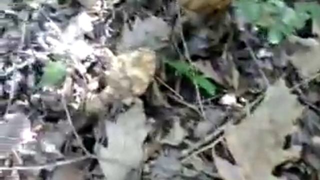 Сморчки кубанские смотреть онлайн