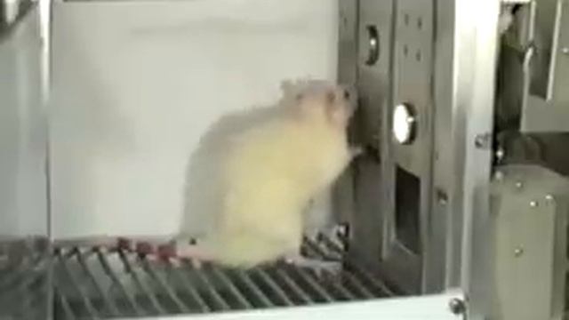 An example of a Skinner Box смотреть онлайн