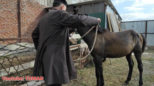 Вакцинировали Жеребенка, с какого возраста. Лошадь, Туман. смотреть онлайн