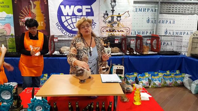 Выставка кошек, WCF ринг Девон рекс. Devon rex 4к video смотреть онлайн