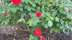 Scarlet Red Iceberg Floribunda Rosa