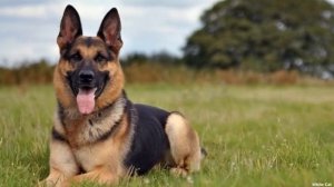 Немецкая овчарка - интересные факты о породе.