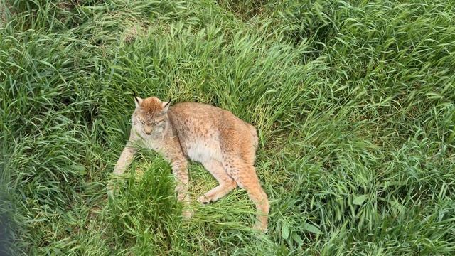 Этой рыси повезло жить в Тайгане! Zoo in Crimea смотреть онлайн