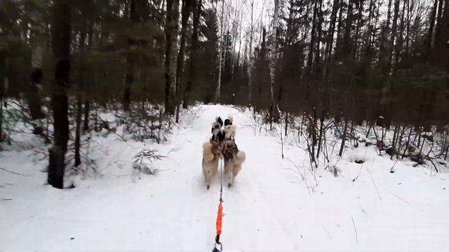 Ужас!!!! Зачем вы мучаете собак? смотреть онлайн