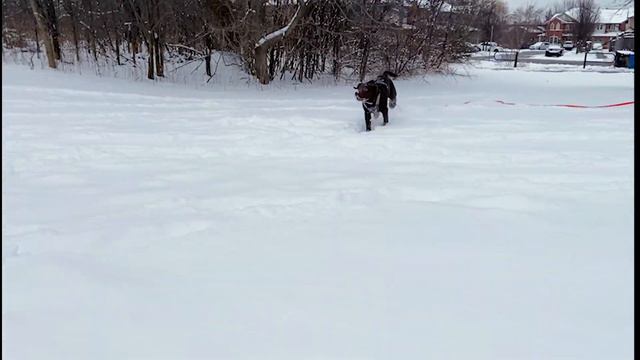 Snow Day with Labrador Puppy | Funny Talking Puppy | Hindi - English смотреть онлайн