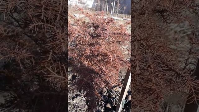 Японский кедр смотреть онлайн