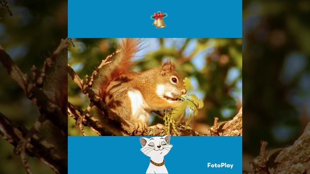 Умиротворение , красивая музыка Сергея Чекалина . смотреть онлайн