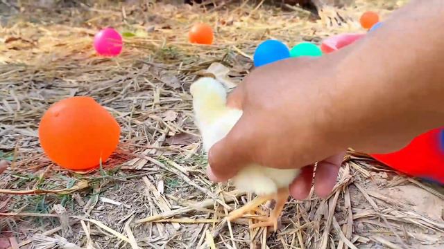 Cute Chickens, Colorful cute Duck, cute Rainbows animals, Cute Ducks ,cute Rabbits,Animals,#130 смотреть онлайн