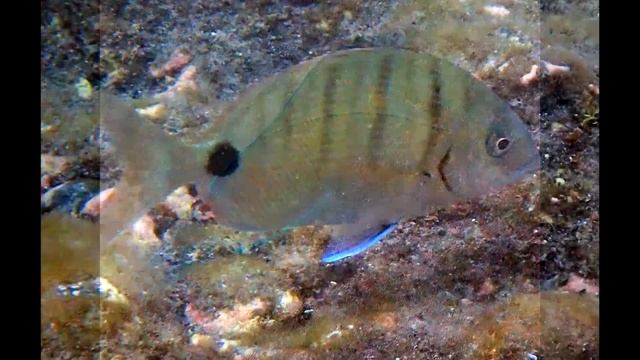 OLYMPUS TG6 ROCK POOL смотреть онлайн