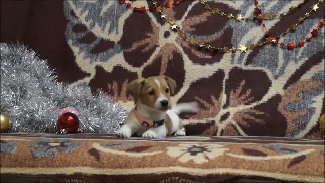 джек рассел терьр щенок девочка 1,5 месяца лакшери штерн пати гёл 24112017 смотреть онлайн