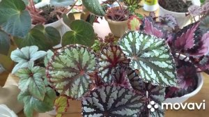 Декоративно-лиственные бегонии .Уход .Полив. Освещение. Грунт.Удобрение.