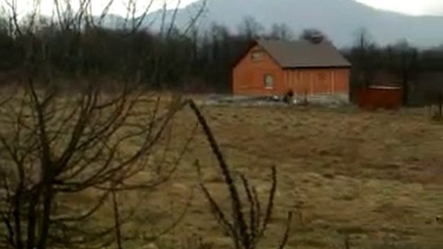 Лиса и её лисята смотреть онлайн