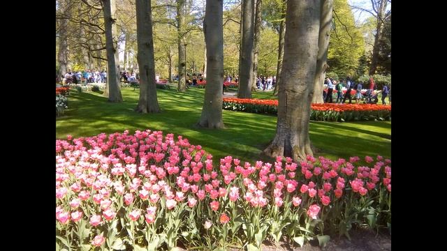 Парк тюльпанов Кёкенхоф смотреть онлайн