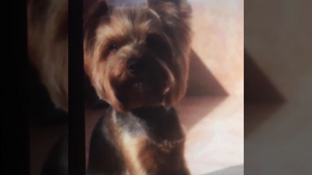 Йорк готовится к свиданию смотреть онлайн