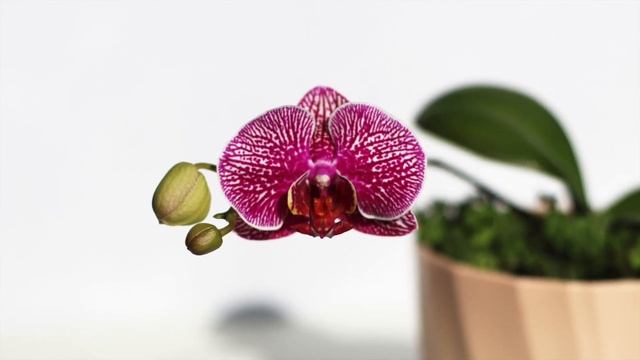 Какие цветы могут быть опасны для вашего кота? смотреть онлайн