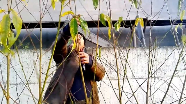 Как формировать персик смотреть онлайн