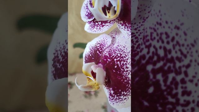 Орхидея Dtps. Reyoung Splash (OX Firebird х Join Angel "TH274"). смотреть онлайн