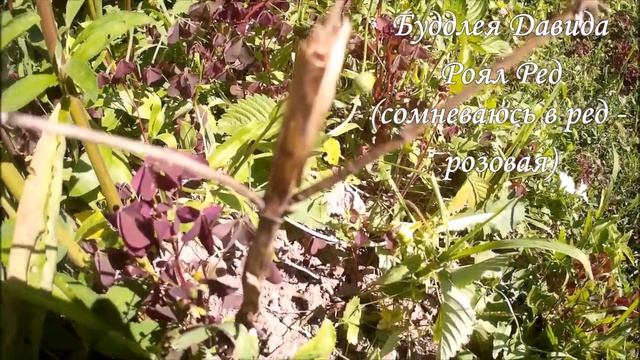 САЖЕНЦЫ ИЗ ИНТЕРНЕТ-МАГАЗИНА. НЕ СПЕШИТЕ ВЫБРОСИТЬ СУХОЙ САЖЕНЕЦ! ВАС МОЖЕТ ЖДАТЬ ЧУДО!