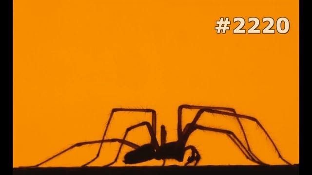 #2220. Пауки (В мире животных) смотреть онлайн