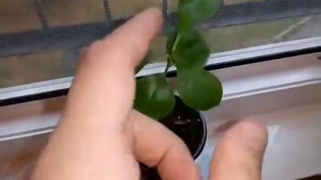 Лимон из косточки смотреть онлайн