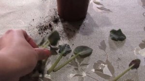 У ФИАЛКИ РАСТУТ МЕЛКИЕ ЛИСТЬЯ. КАК ИСПРАВИТЬ СИТУАЦИЮ