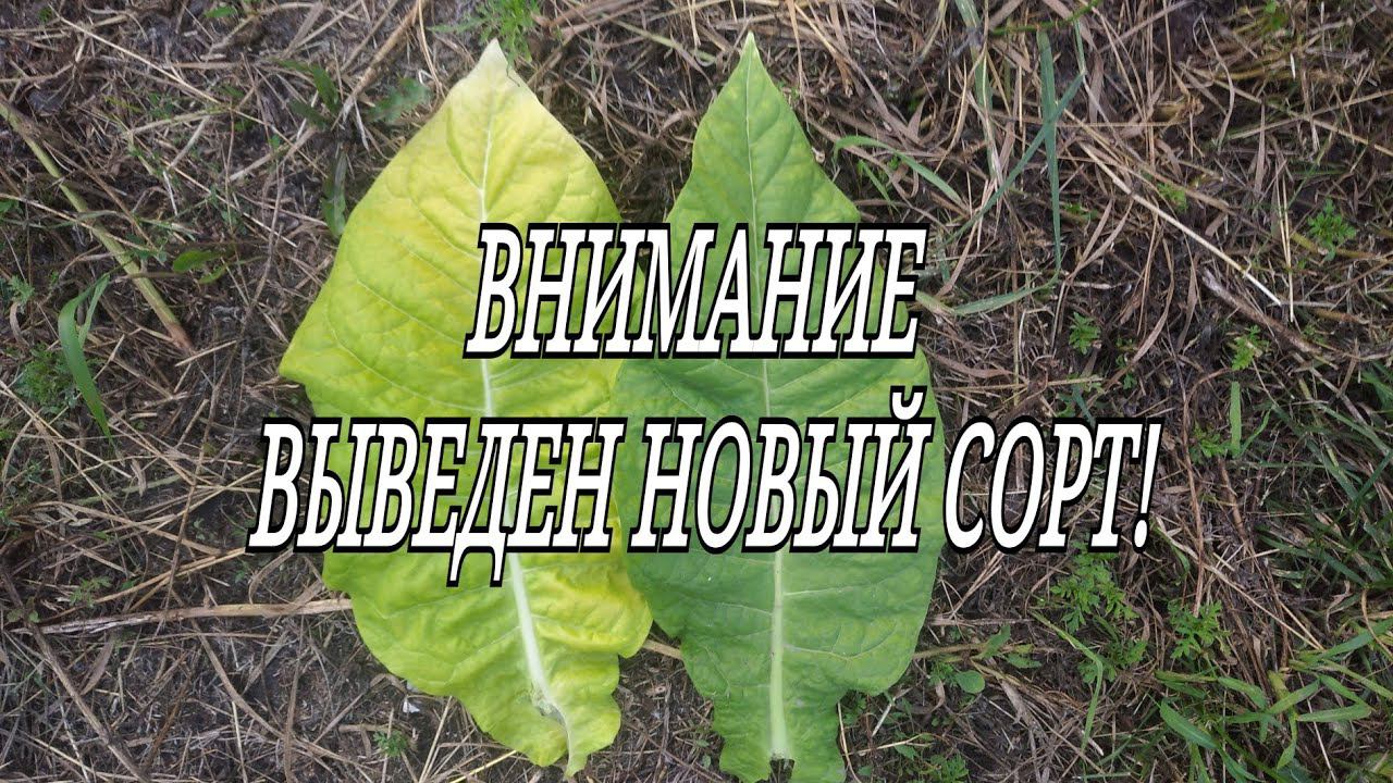 ВНИМАНИЕ ! ВЫВЕДЕН НОВЫЙ СОРТ! смотреть онлайн