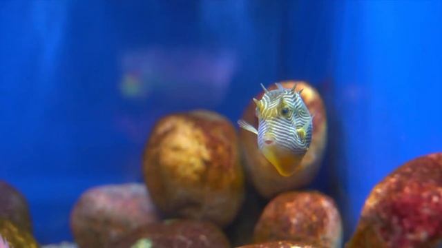 Релакс в Москвариуме смотреть онлайн