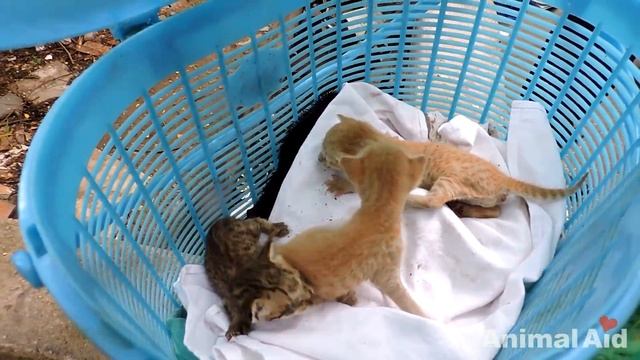 Newborn orphaned kittens trapped in exhaust duct rescued. смотреть онлайн