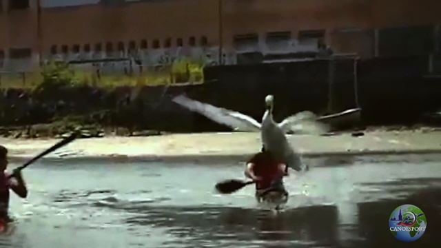 Лебедь напал на гребца! смотреть онлайн