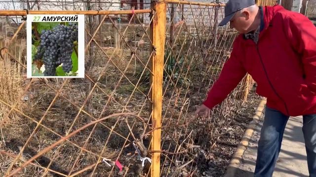 Живая изгородь. Амурский виноград смотреть онлайн