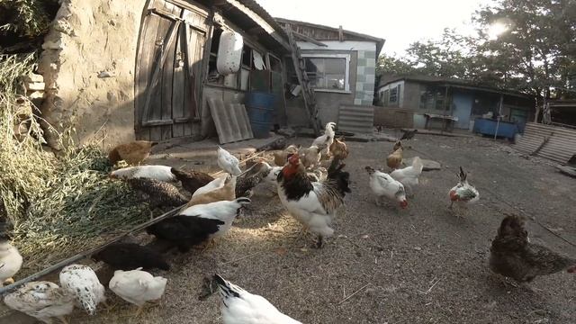 6 причин ВСЕГДА держать петухов в курятнике! смотреть онлайн