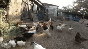 6 причин ВСЕГДА держать петухов в курятнике!