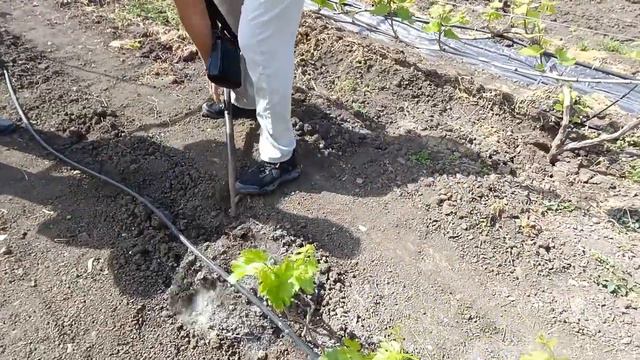 Рынок🍓🌺🌹 Купили столовый виноград у настоящего виноградаря 🍇🍇Сад🌳🍒🍑 огород 🍅🥒🥦 смотреть онлайн