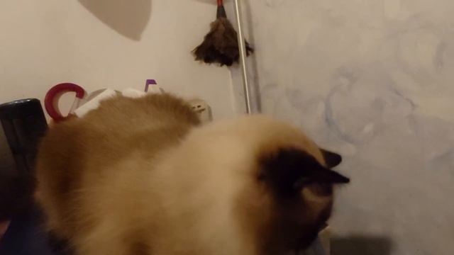 #funnydogscatss Cat Mike.Funny.Кот Майкл.Нежный уход за шкуркой. смотреть онлайн