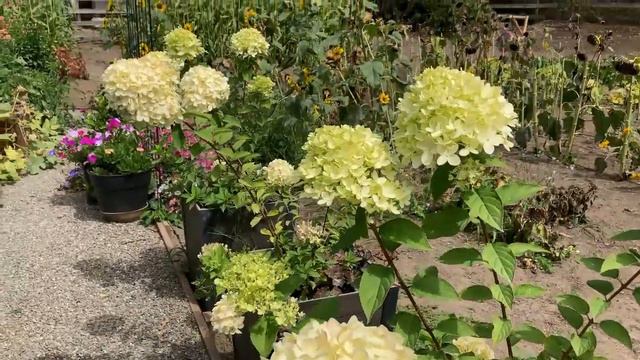 End of Summer Garden Tour with David Austin Roses, Dahlia, Zinnias and many more! 🌼🌸 смотреть онлайн