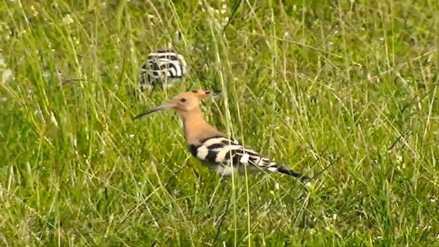 Птица ? УДОД на поле Гонио Грузия 2020 смотреть онлайн