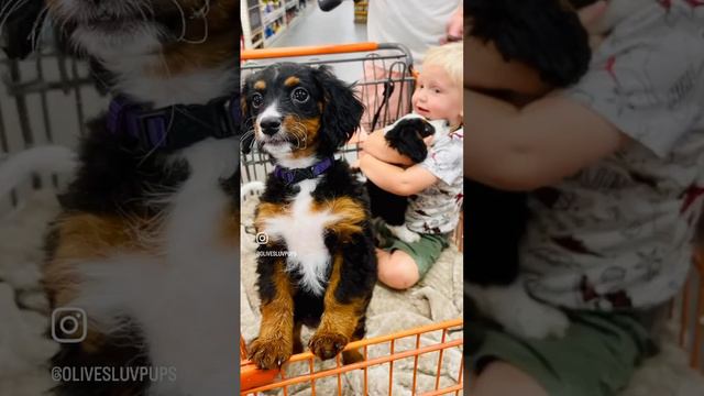Olive’s Luv Pups Mini Bernedoodles and Cavapoos + Rare Breed Combo Cavabernadoodles 🐶💞 смотреть онлайн
